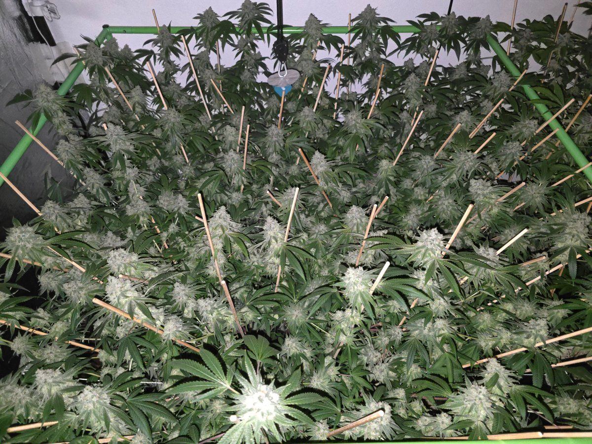 Glue31 2