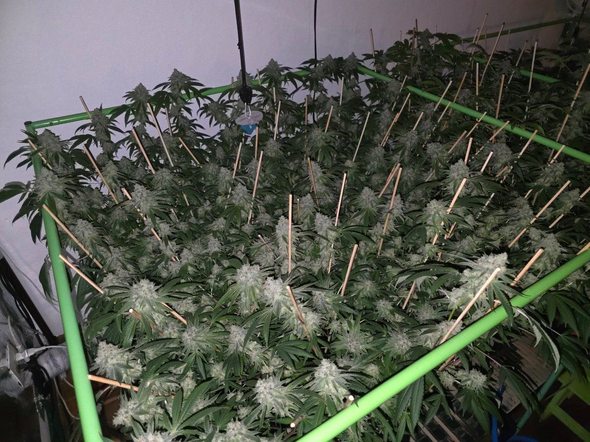 Glue31 3