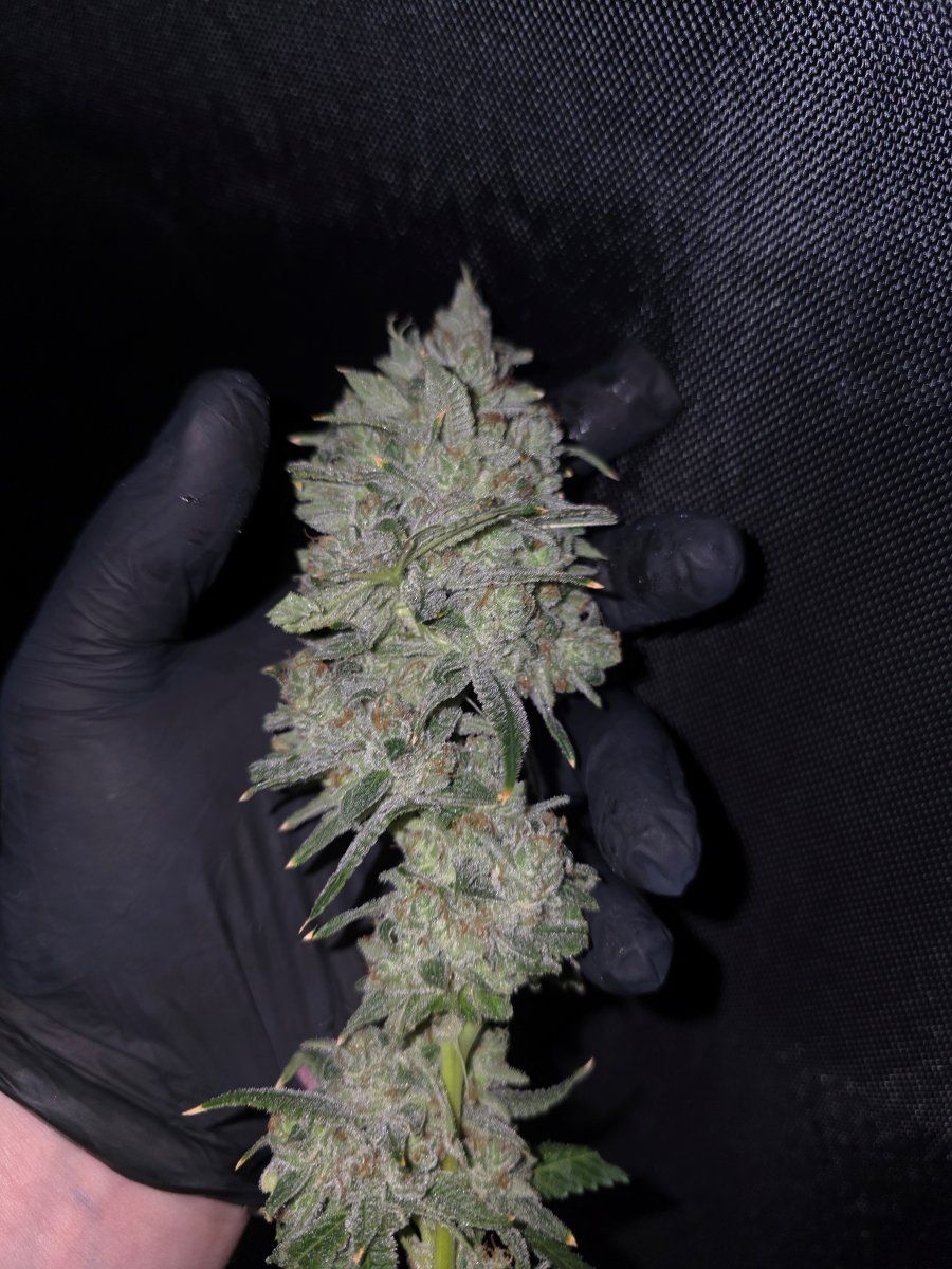 Glue31 CaCO3 start  finish only