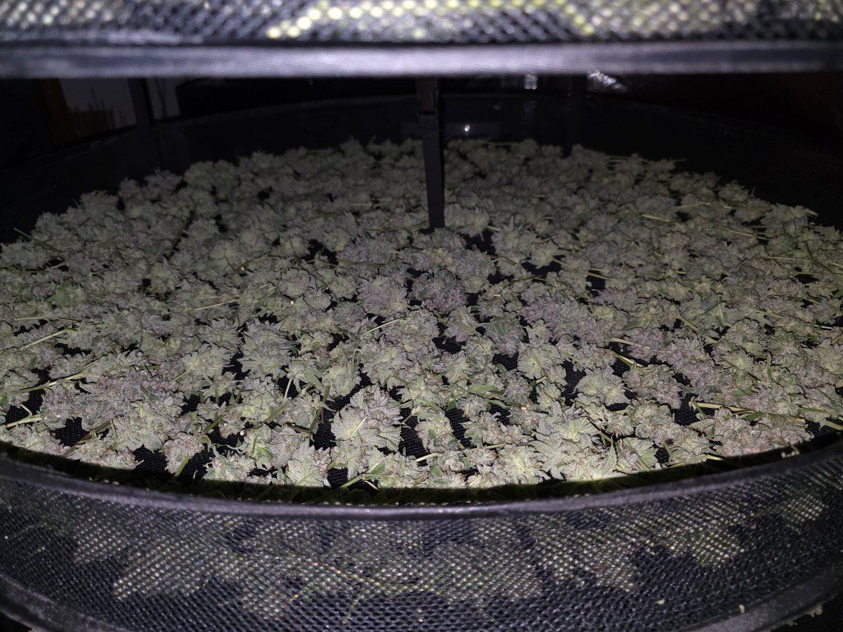 Glue31 fresh 1