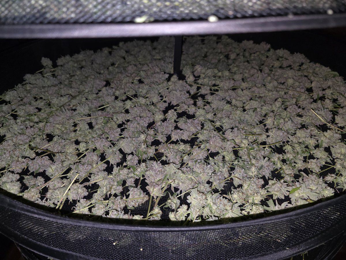 Glue31 fresh 2