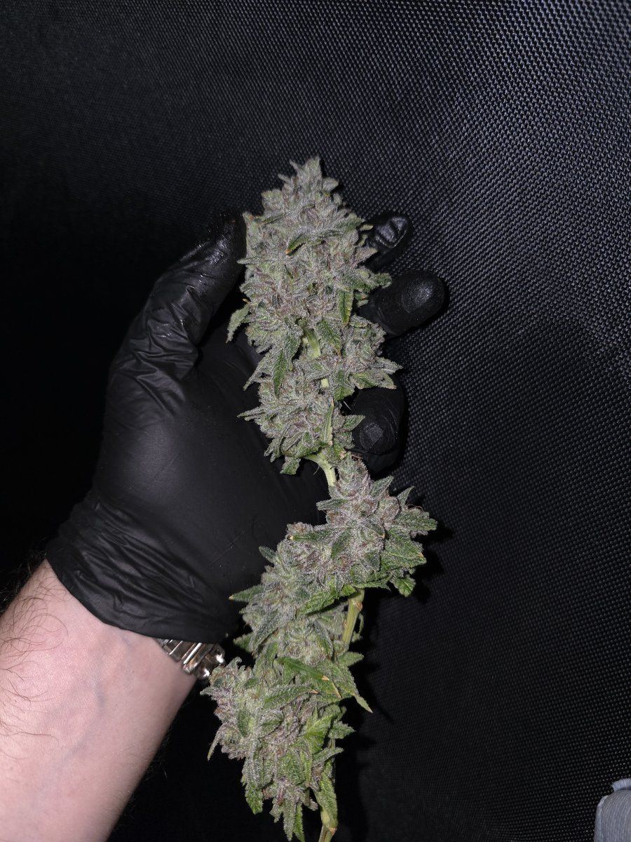 Glue31