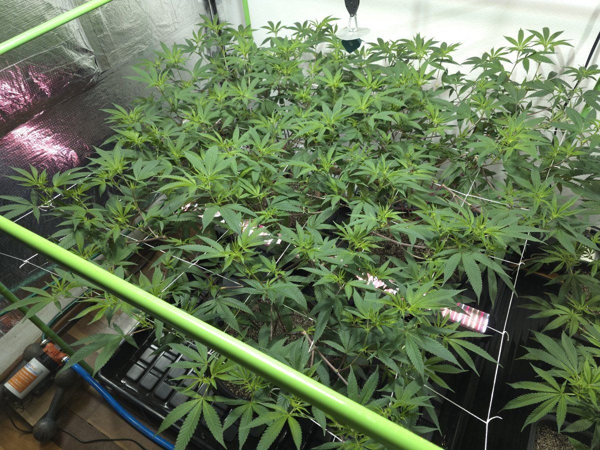 Glue31