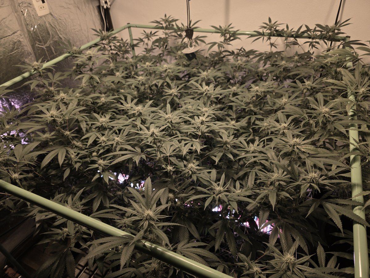 Glue31