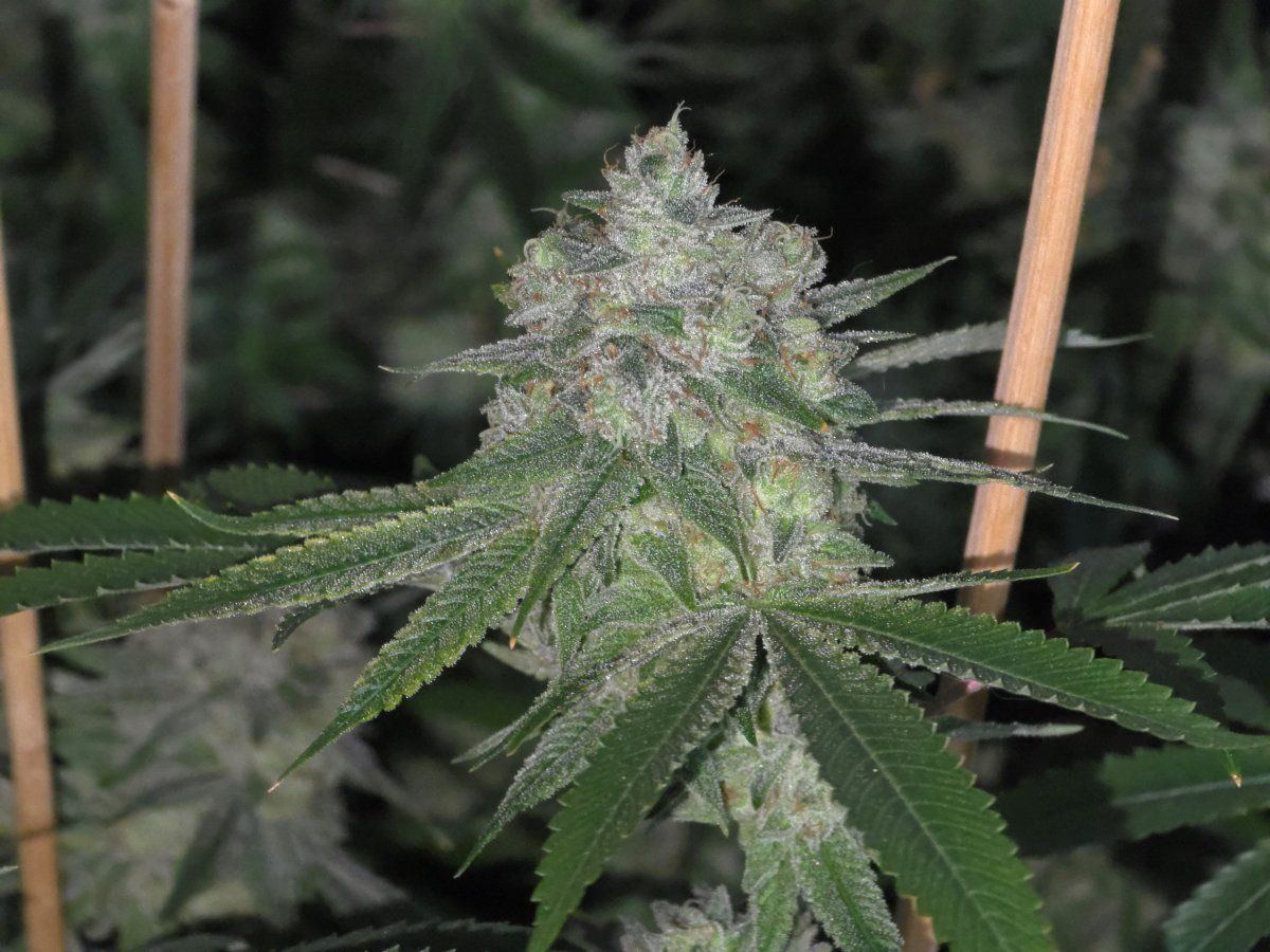 Glue31 Lemongras