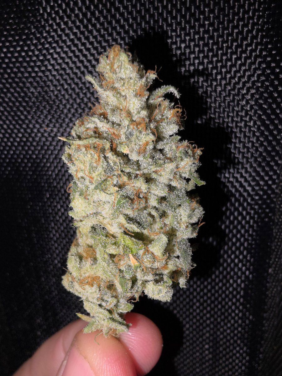 Glue 31 Lemongrass