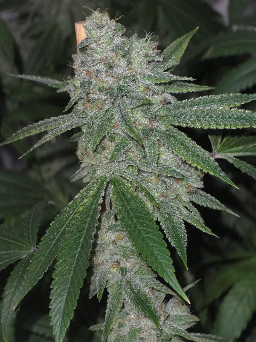 glue-31-lemongrass-jpg.2629871