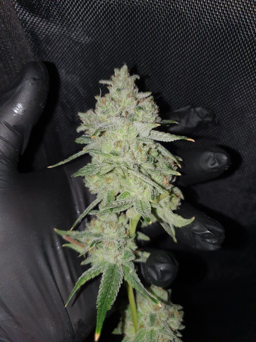 Glue lemongrass pheno