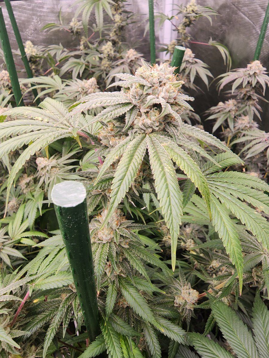 Glue week 7