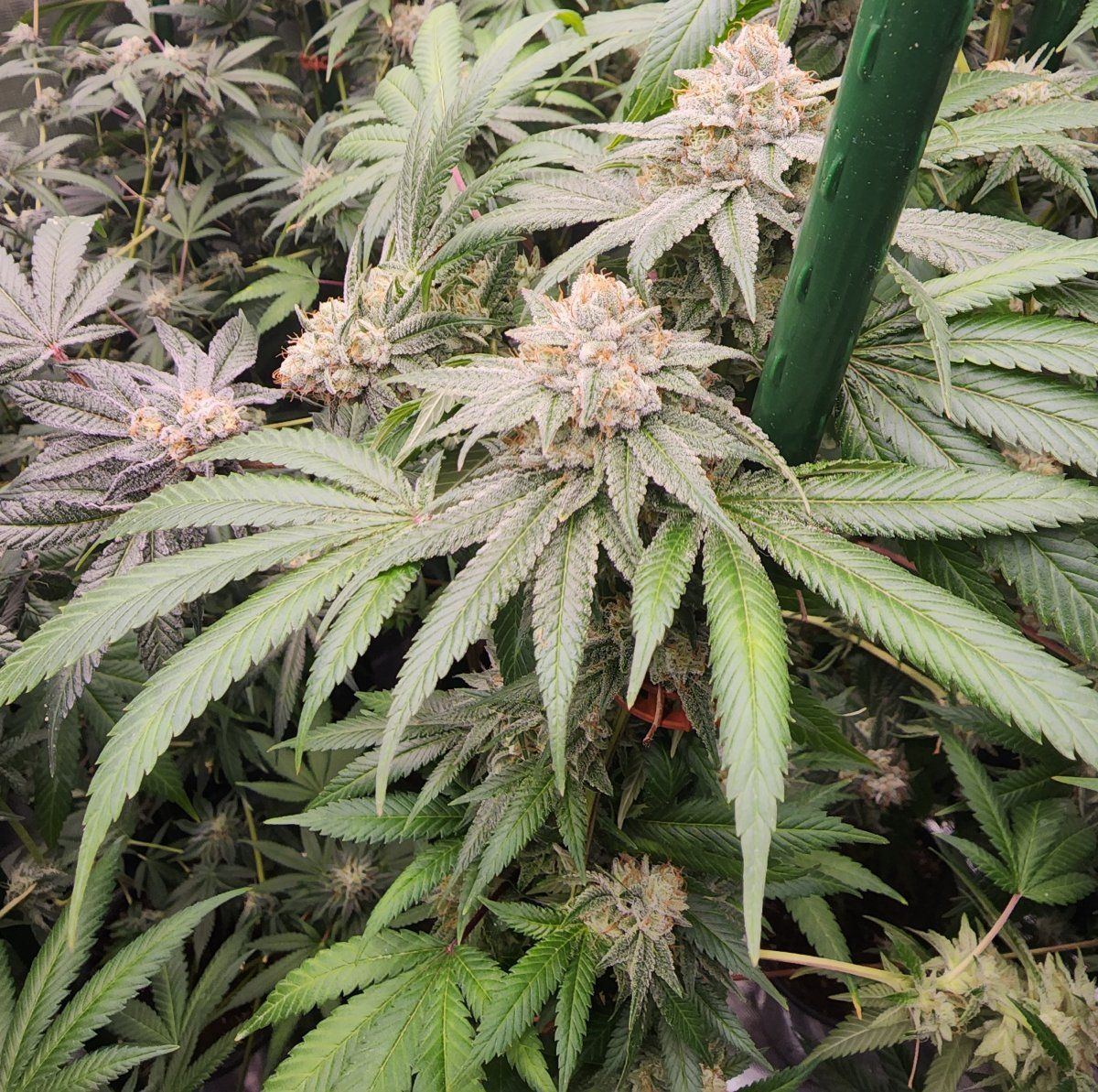 Glue week 7 photo 2
