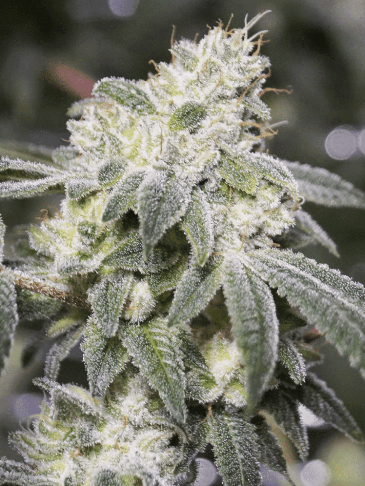 Glue12315e