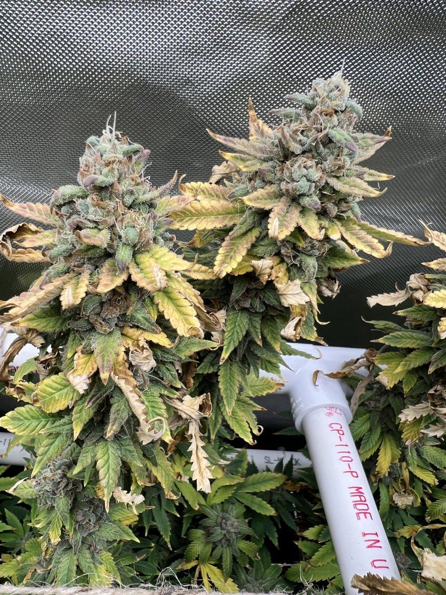 Glueberry muffin   destiny exotics genetics 10