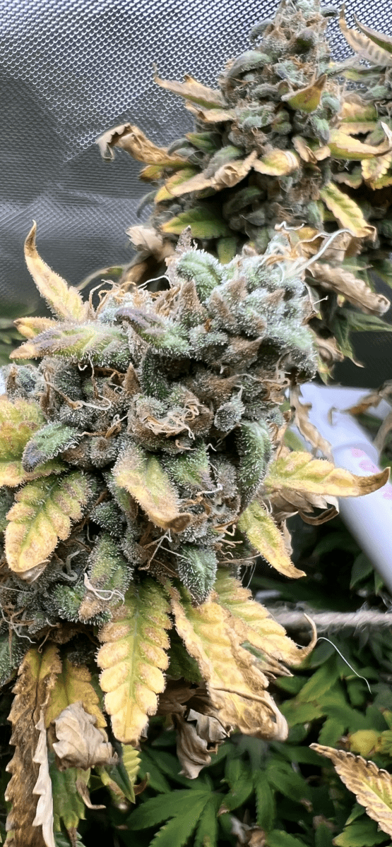 Glueberry muffin   destiny exotics genetics 11