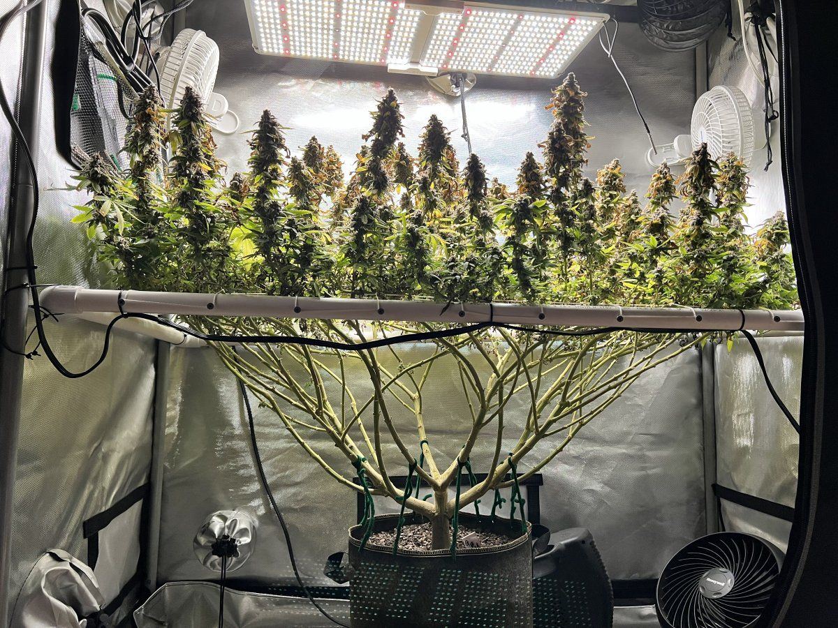 Glueberry muffin   destiny exotics genetics 12