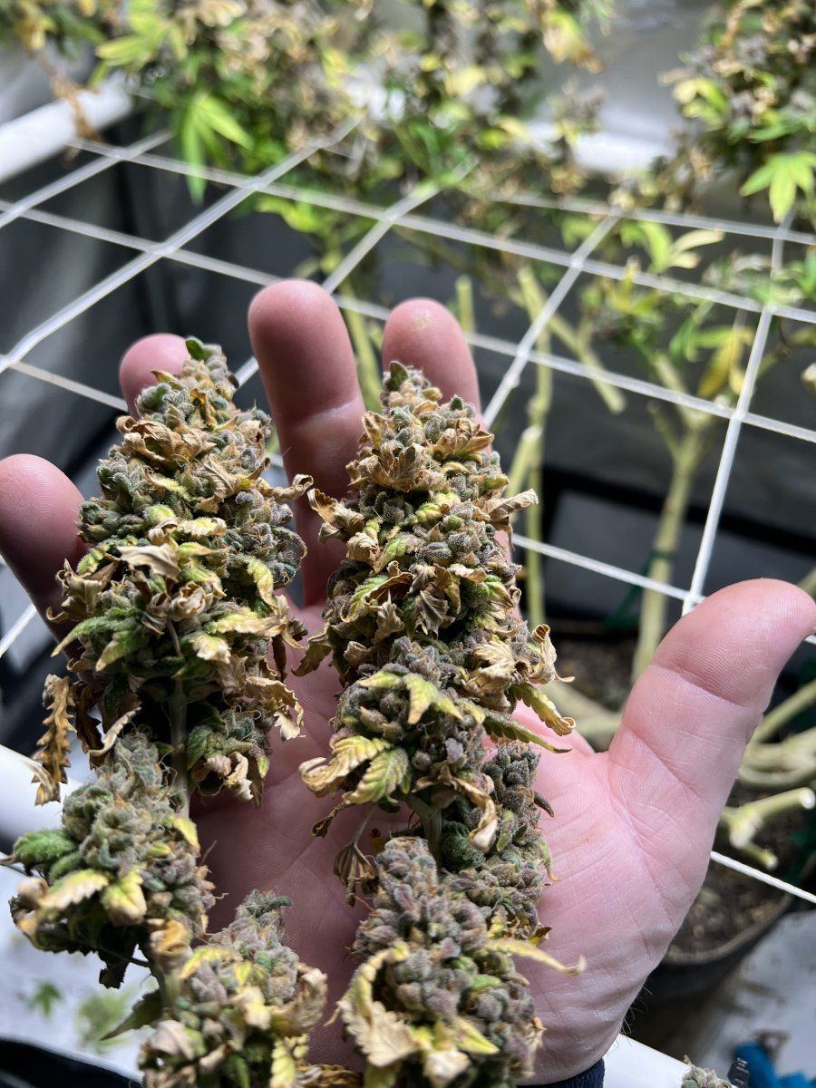 Glueberry muffin   destiny exotics genetics 13