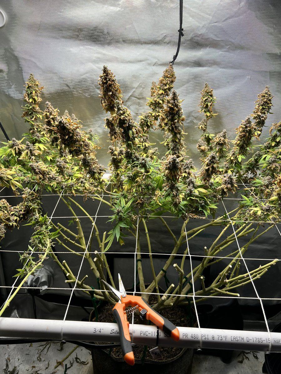 Glueberry muffin   destiny exotics genetics 14