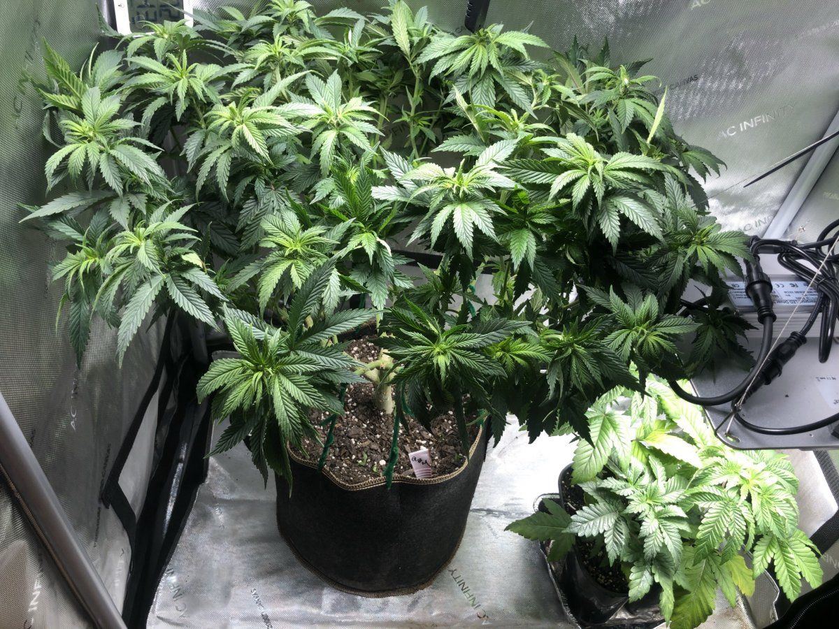 Glueberry muffin   destiny exotics genetics 2