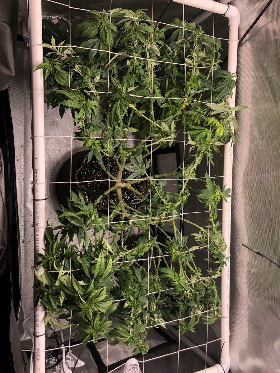 Glueberry muffin   destiny exotics genetics 3