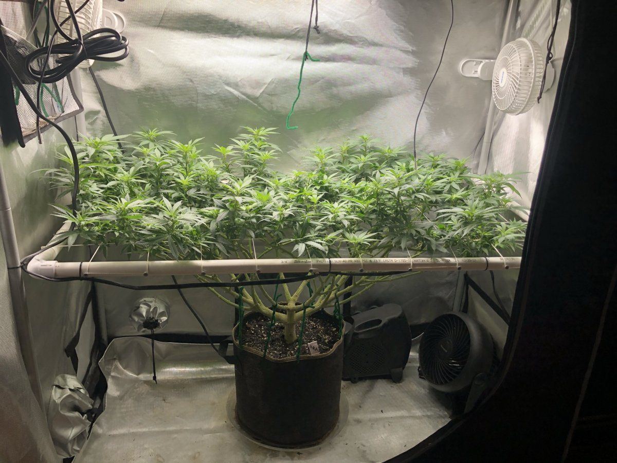 Glueberry muffin   destiny exotics genetics 4