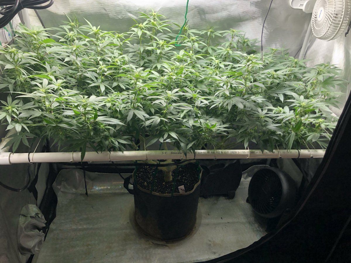Glueberry muffin   destiny exotics genetics 5
