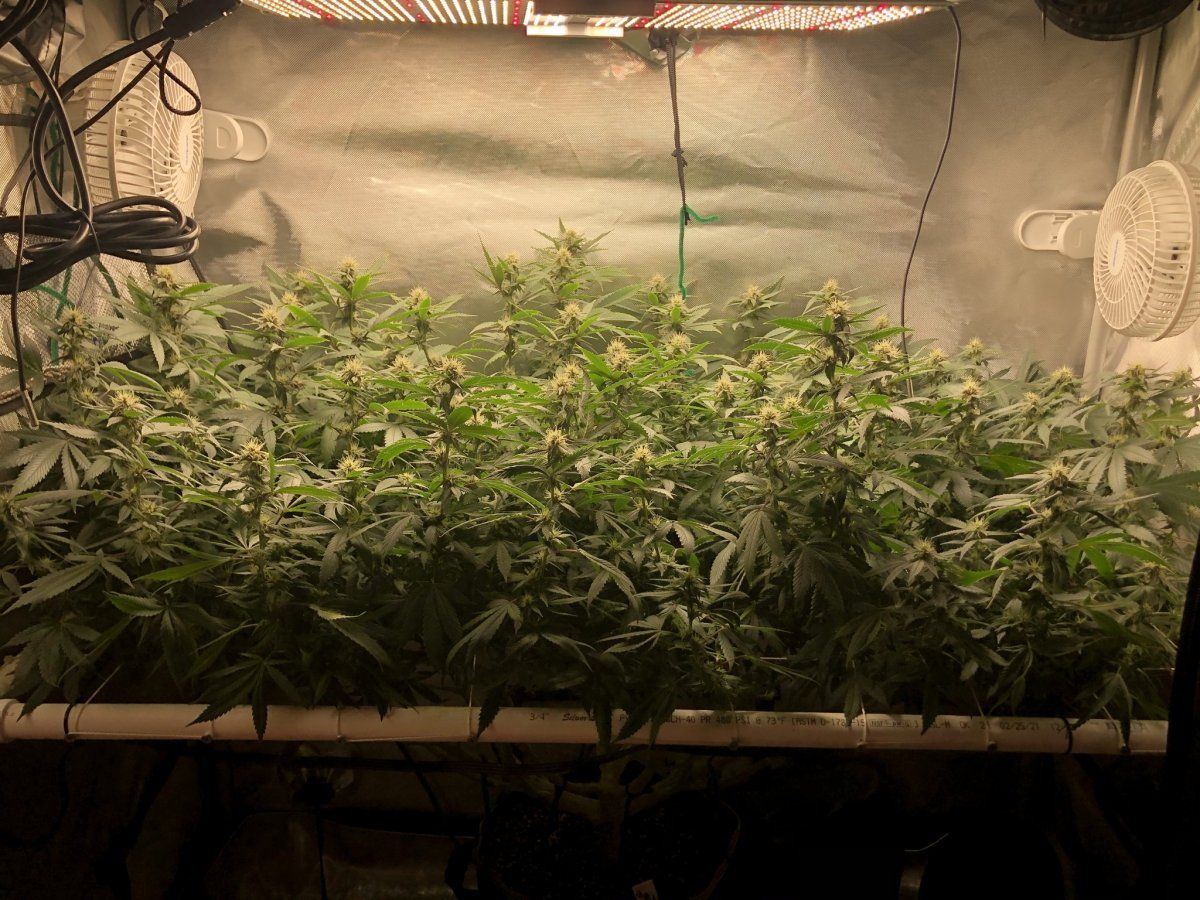 Glueberry muffin   destiny exotics genetics 7