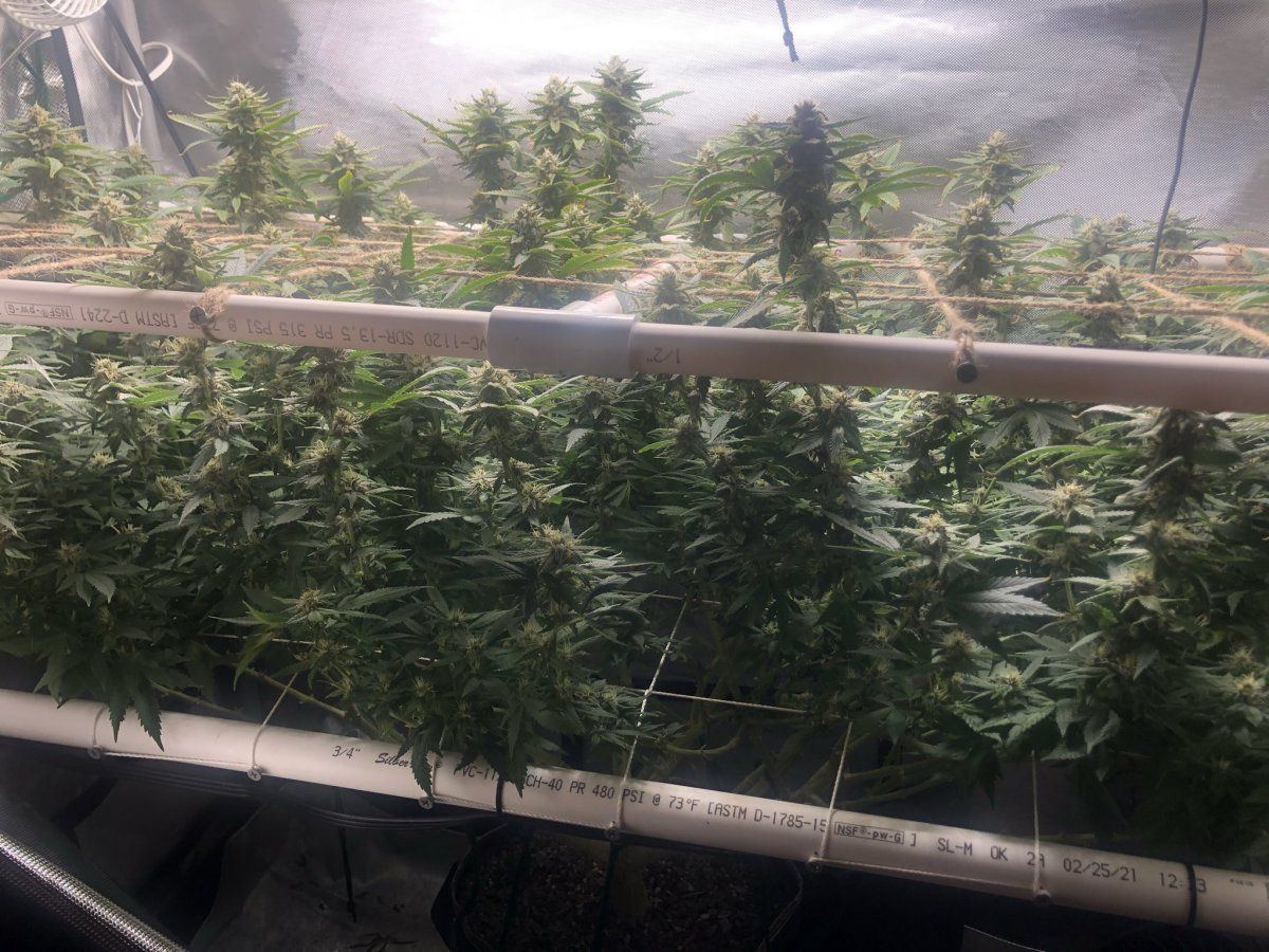 Glueberry muffin   destiny exotics genetics 8