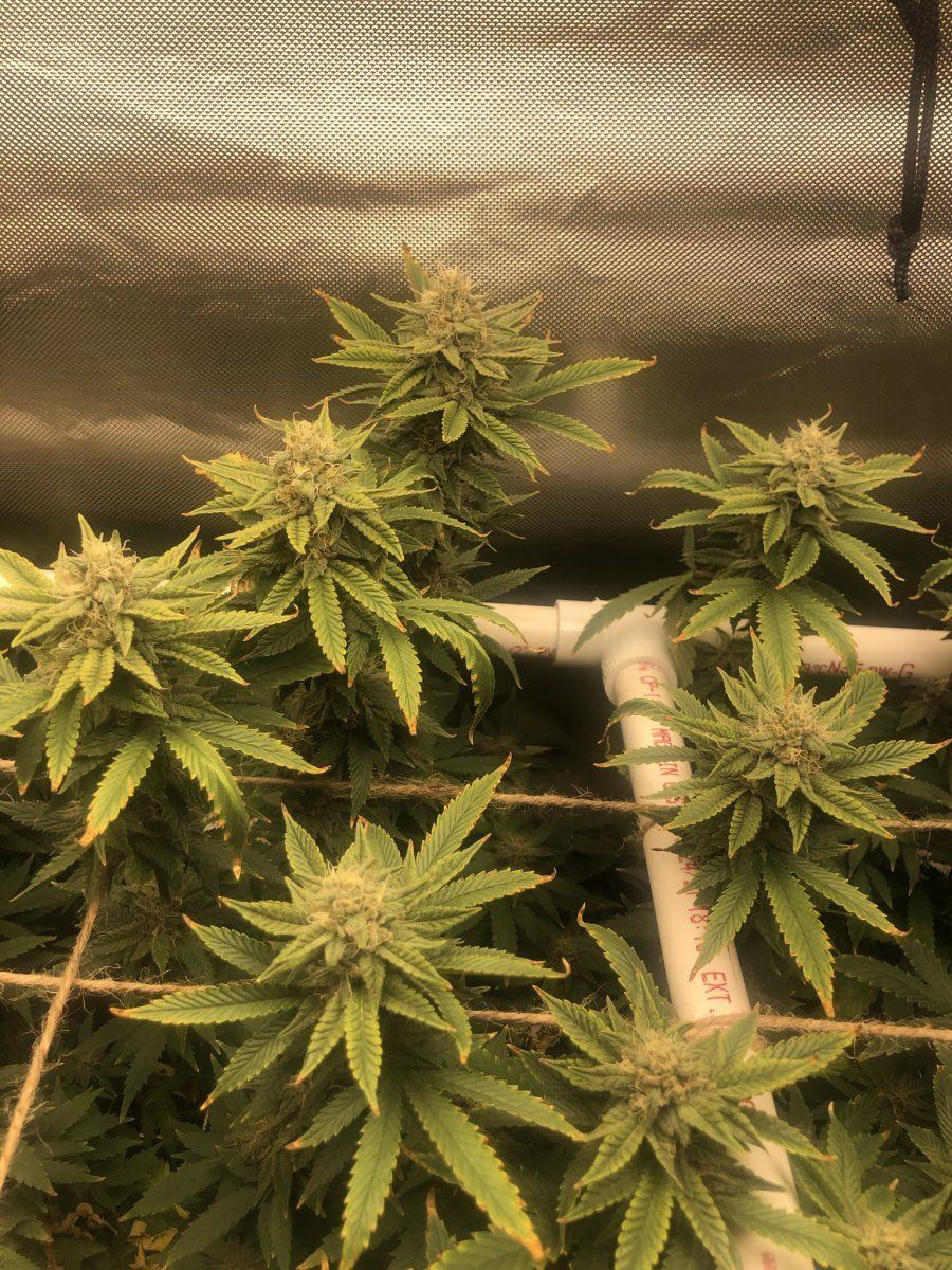 Glueberry muffin   destiny exotics genetics 9