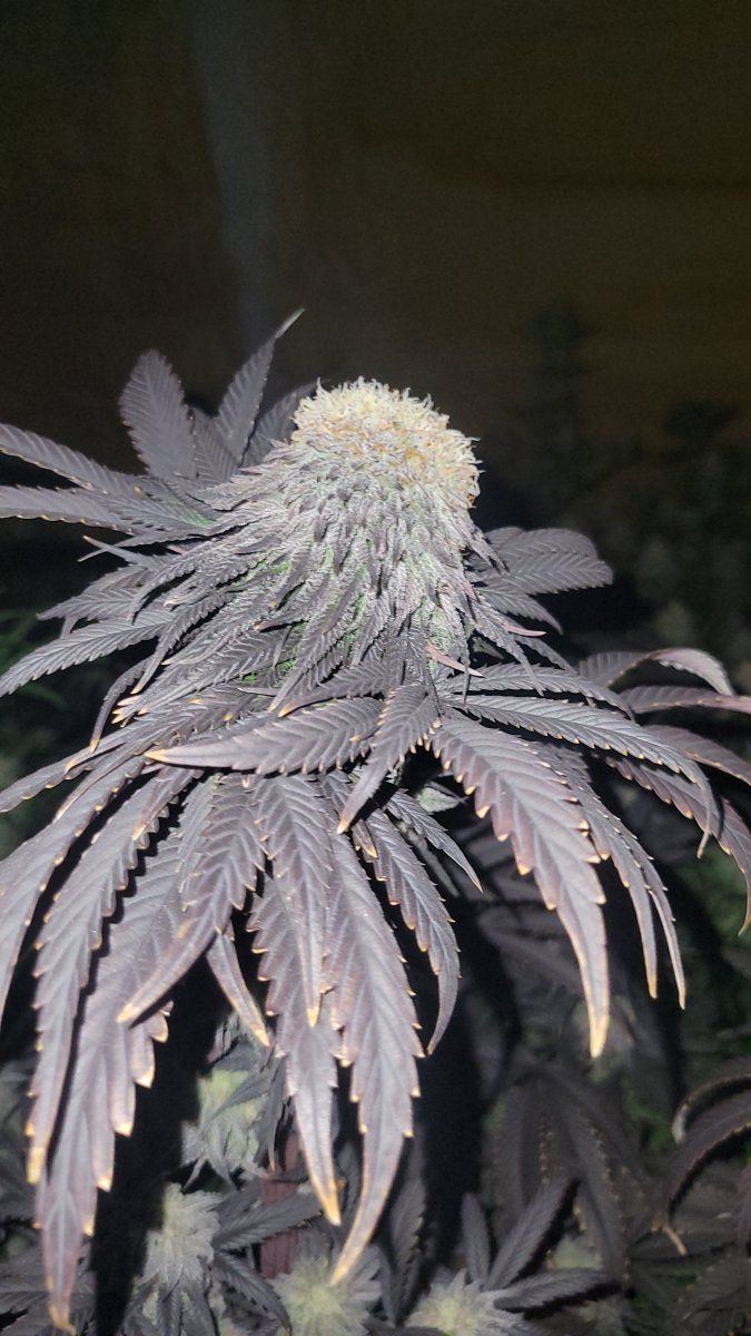 Gmo polypoloid day 37 of flower