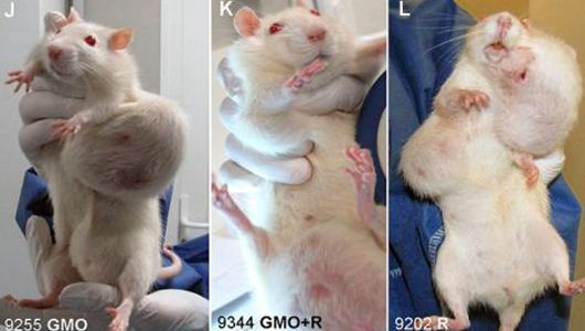 Gmo rats
