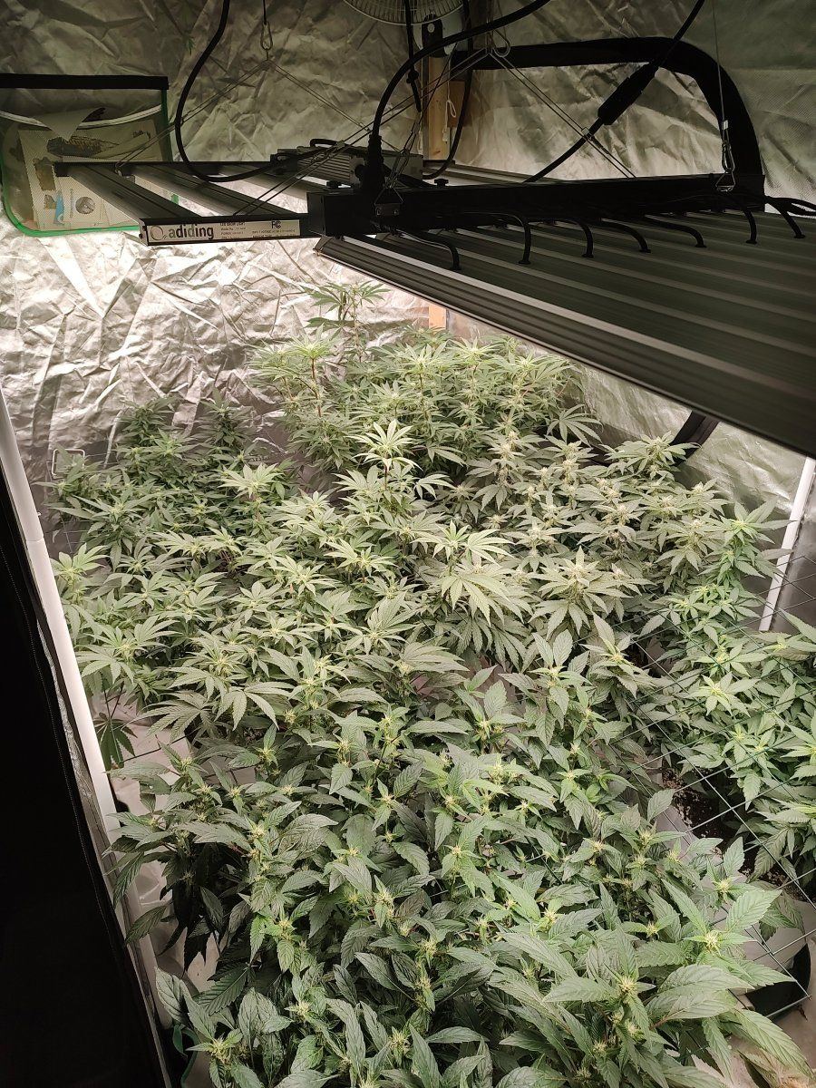 Gmonster rerun that weed thread 2