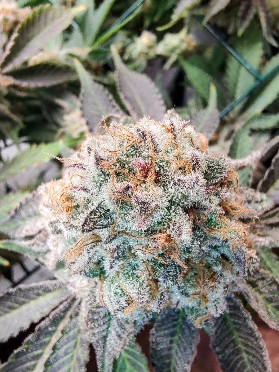 Gmonster rerun that weed thread 3