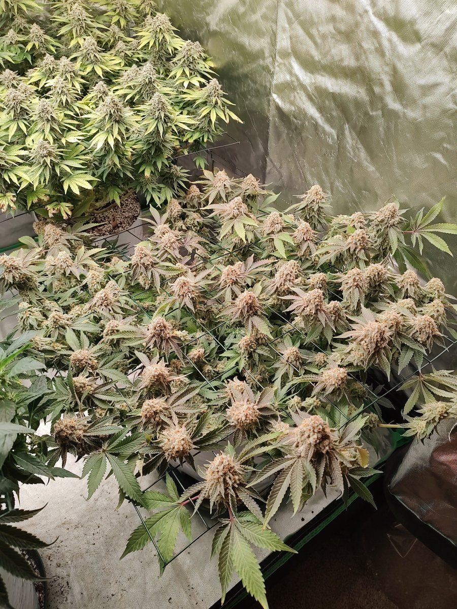 Gmonster rerun that weed thread 4