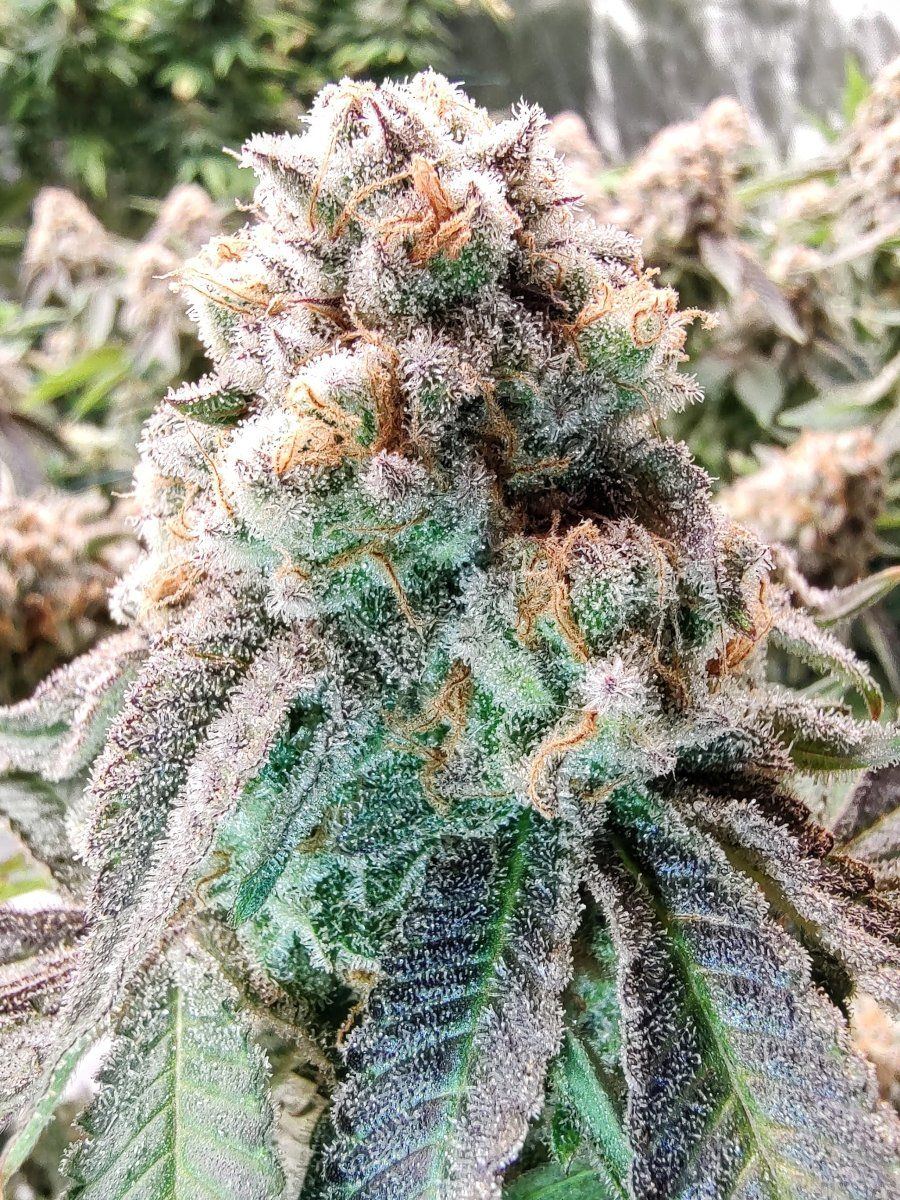Gmonster rerun that weed thread 5
