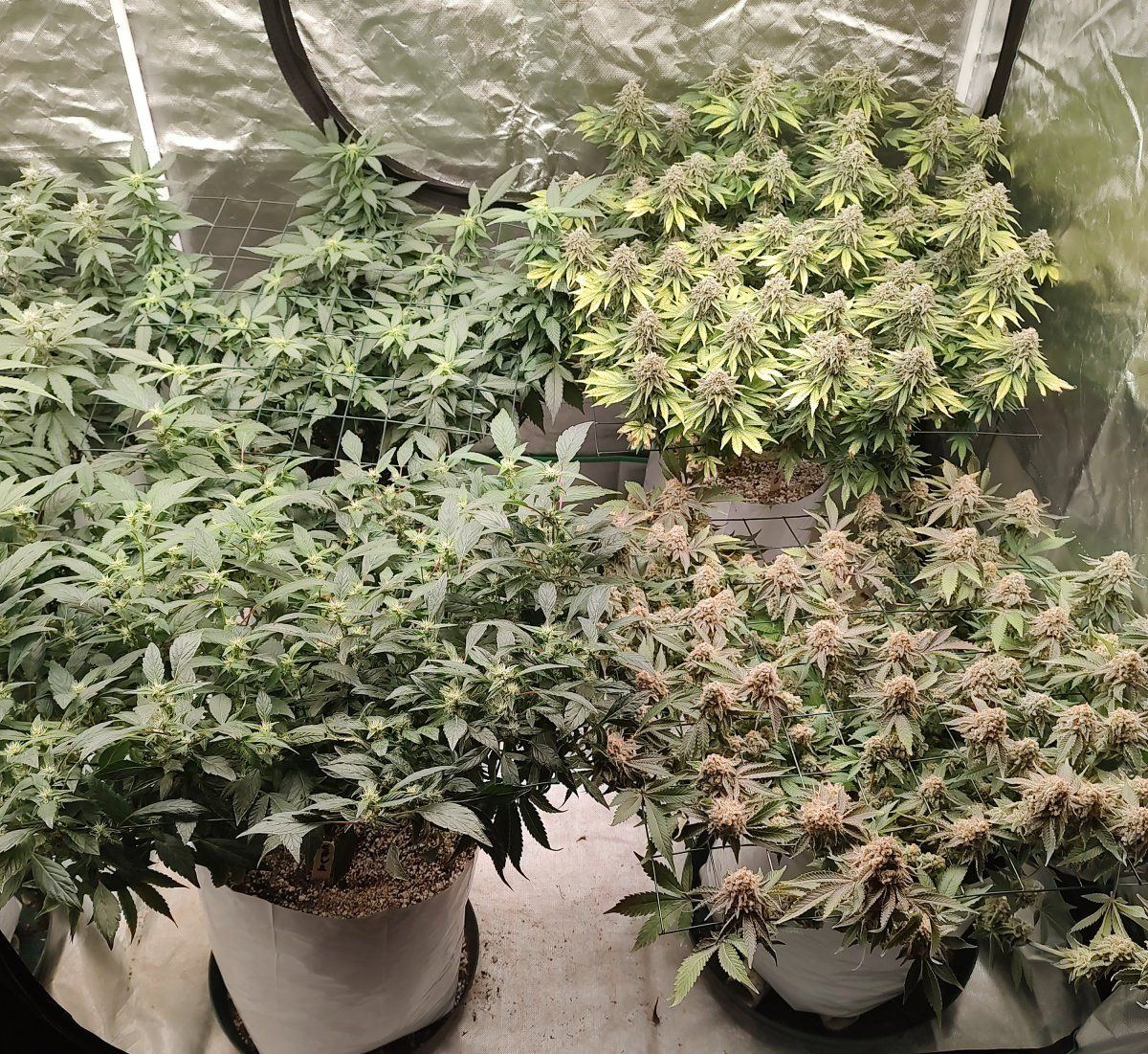 Gmonster rerun that weed thread