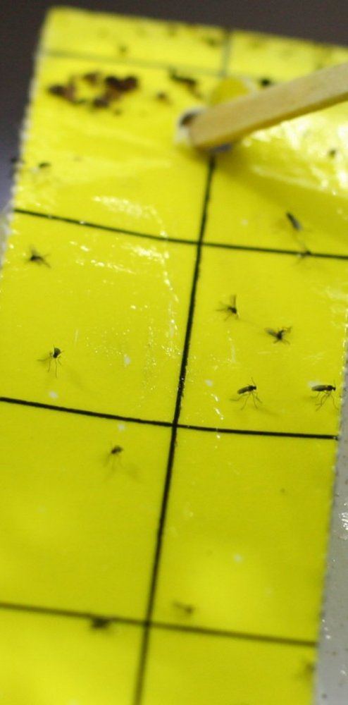 Gnat or RA 2