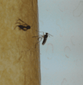 Gnat1