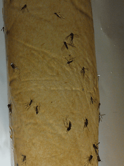 Gnat2