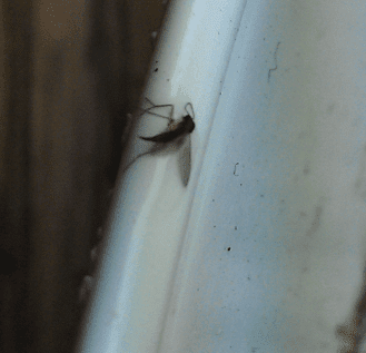 Gnat3