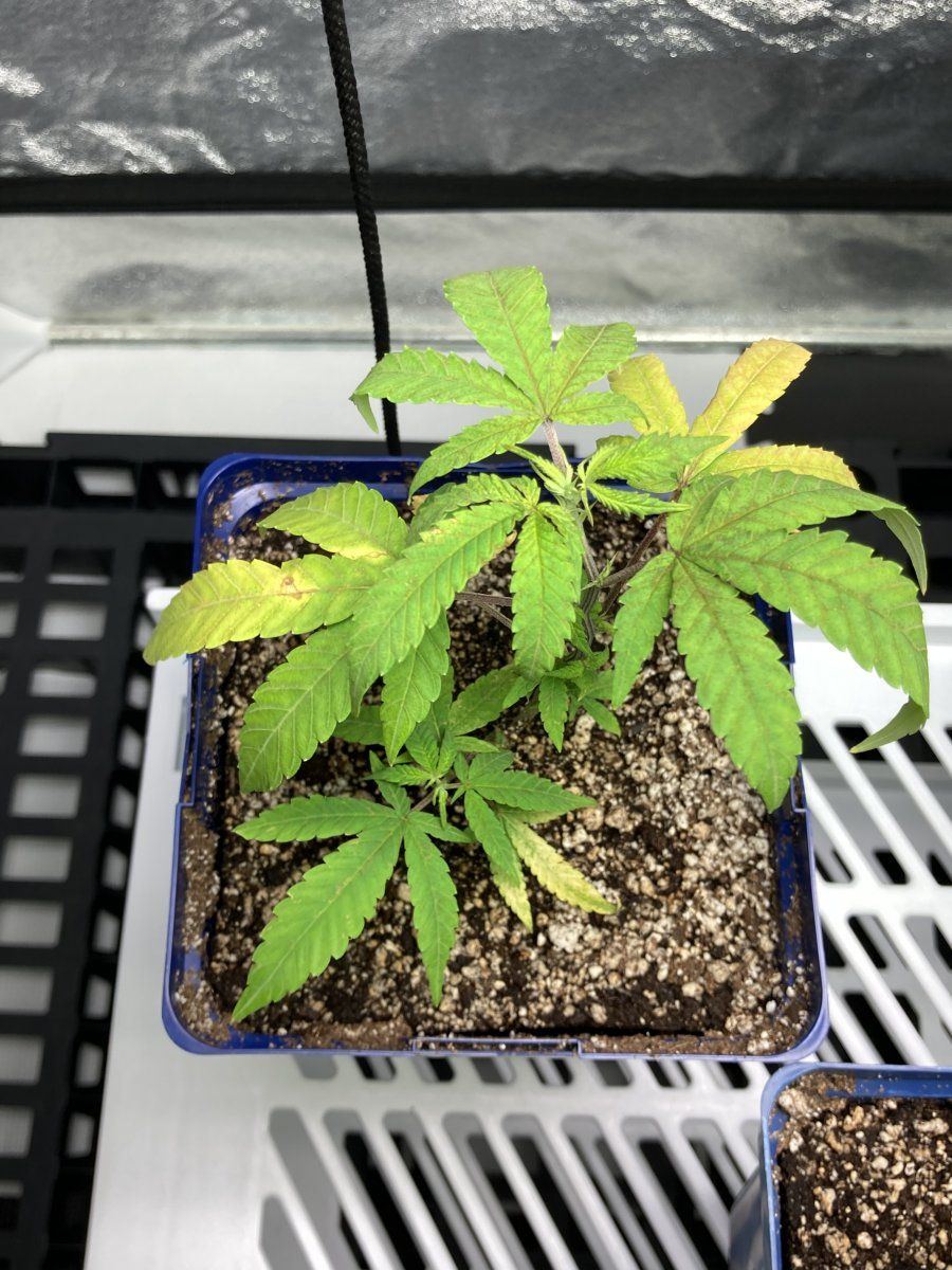 Gnick55 clones and mites need opinions 2
