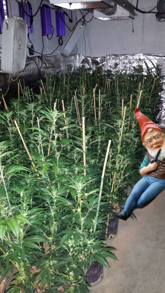 Gnomeplantcomp