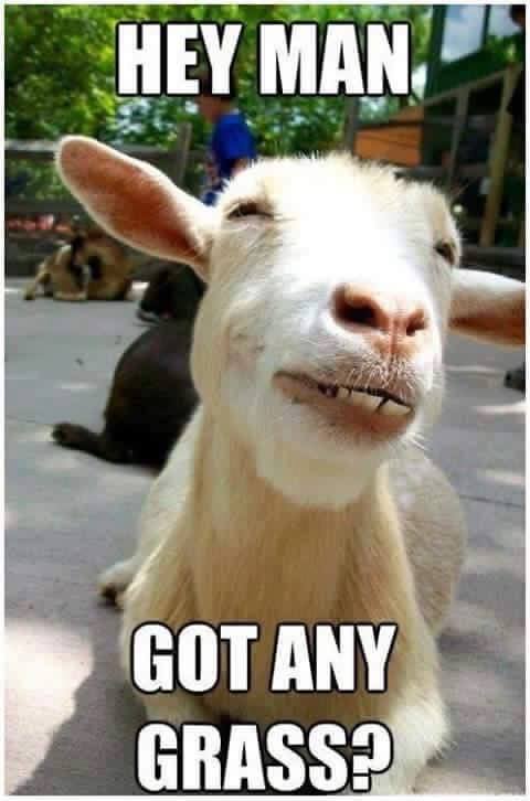 Goat grass