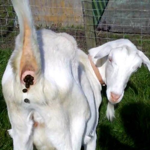 Goat Poop Square