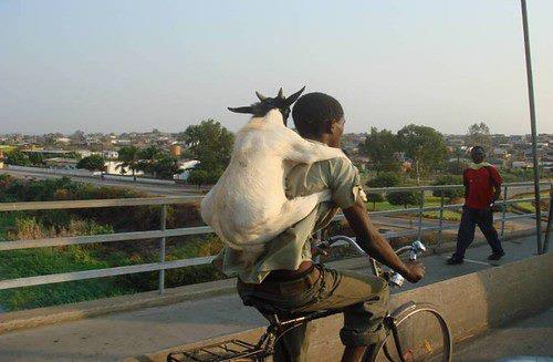 Goat run