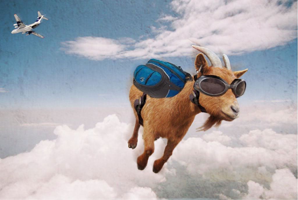 Goat4444