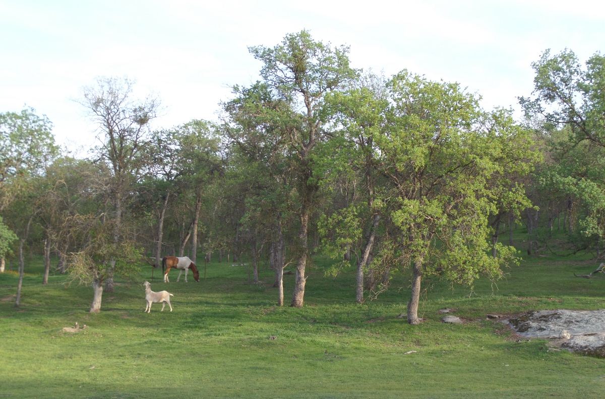 Goatandhorse328