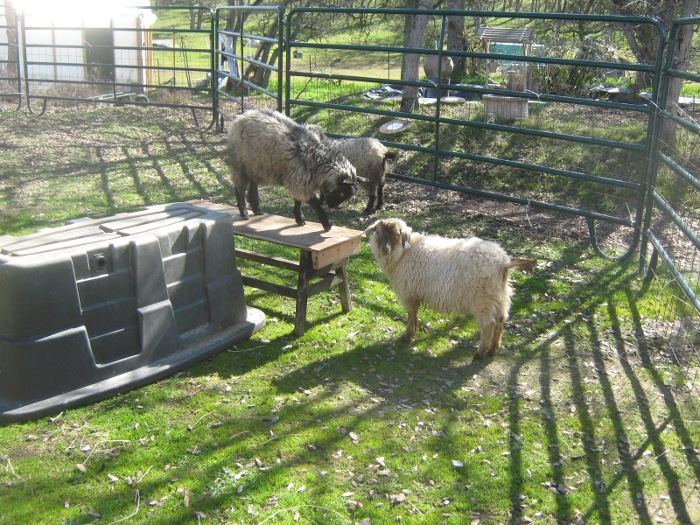 Goatplayin