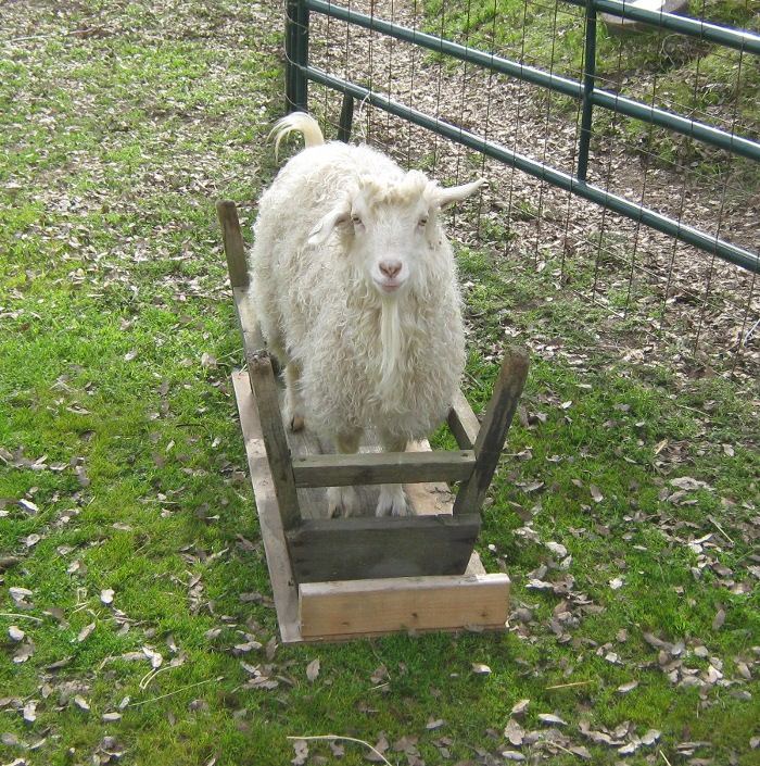 Goatplaying216