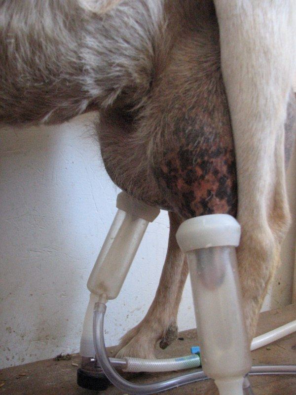 GOATS 010 800x600