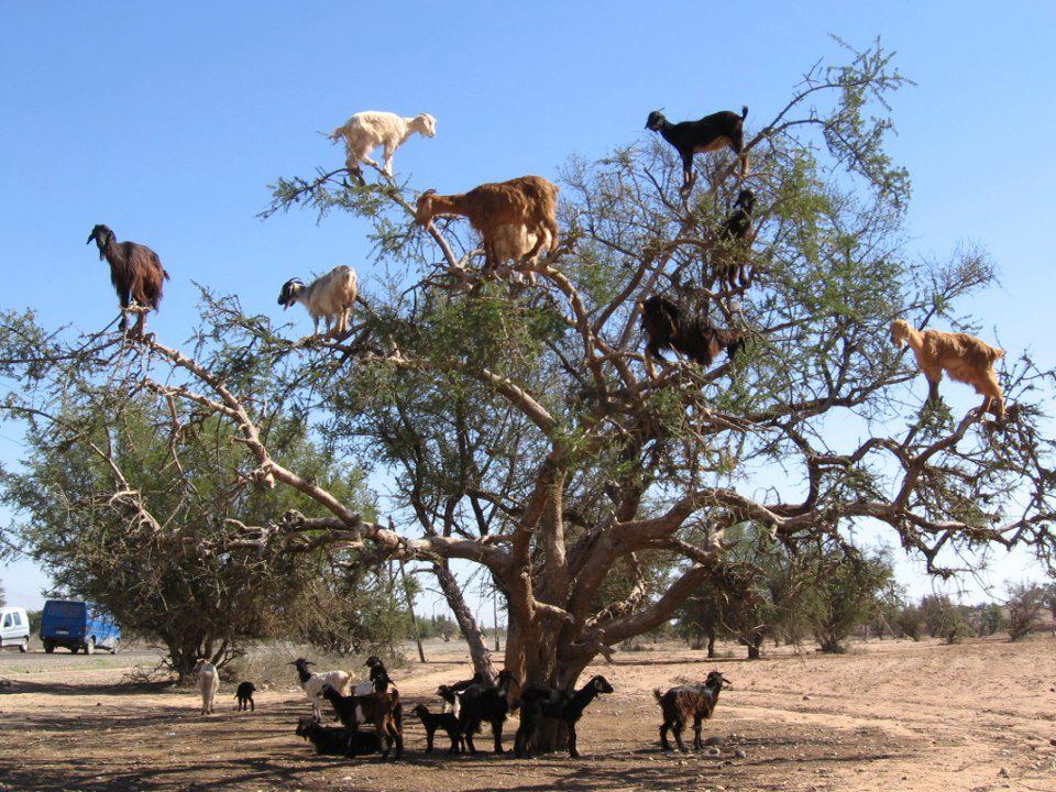 Goats