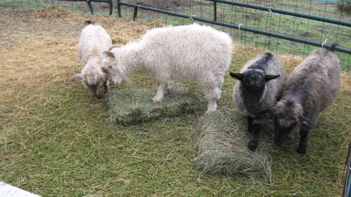 Goats1223